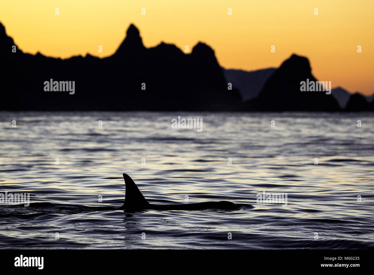 La surface de l'eau sur l'épaulard, Orcinus orca, Andfjorden Andoya, île, Norvège Banque D'Images
