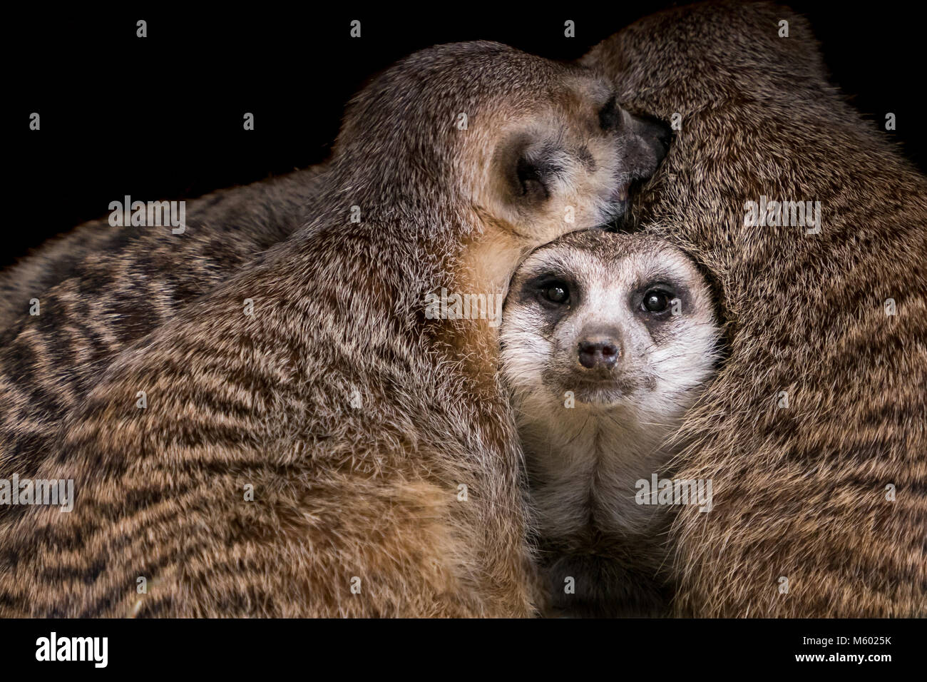 Bébé suricate Banque D'Images
