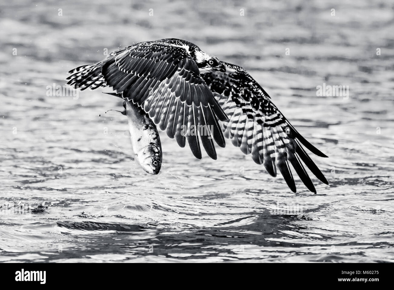 Osprey Décollage VIII Banque D'Images
