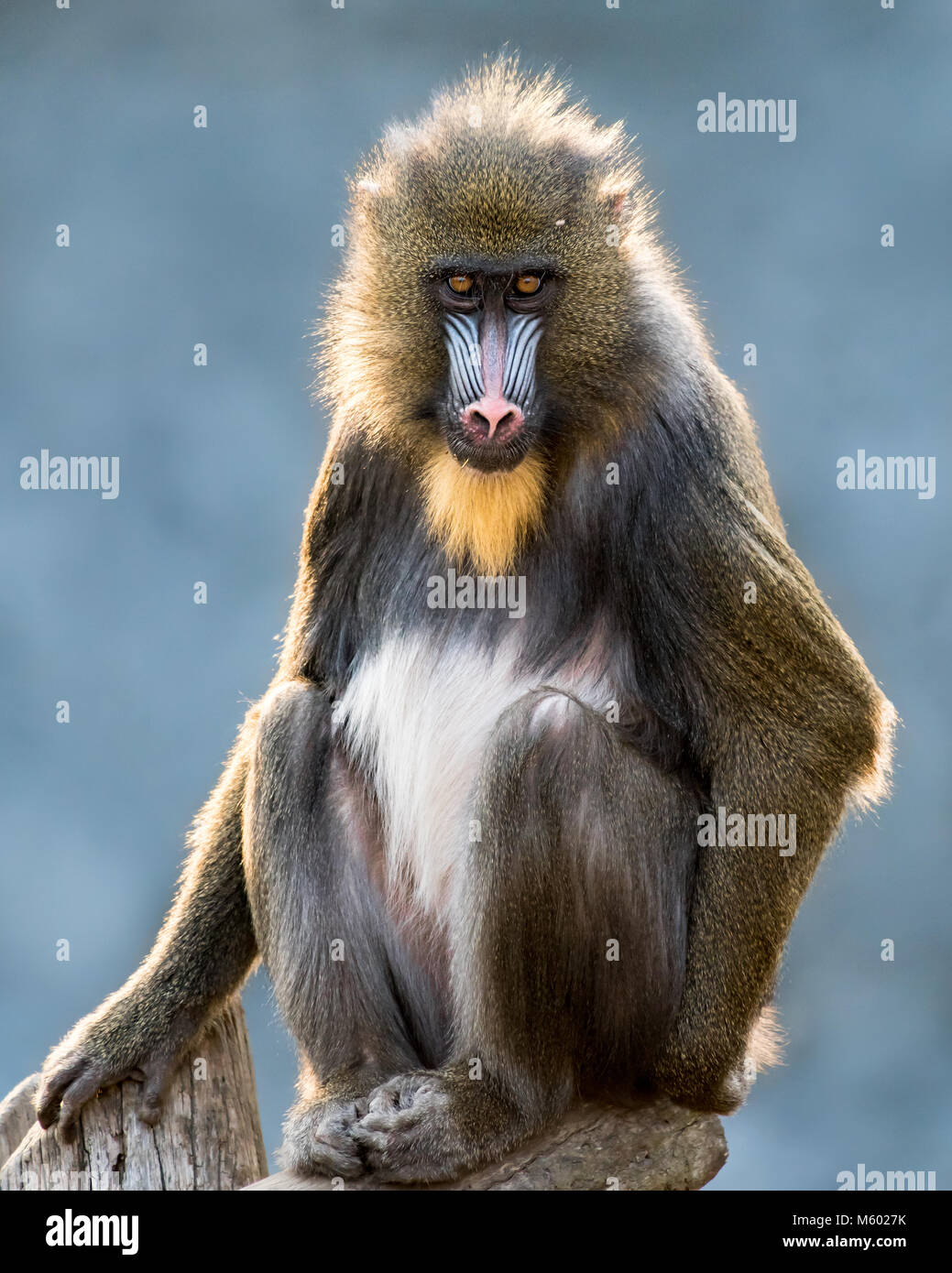 XVI Mandrill Banque D'Images