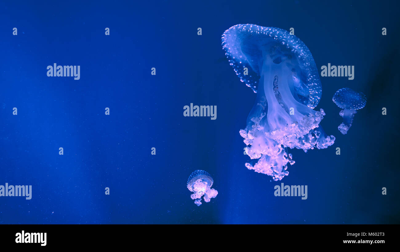 Australian Spotted jelly nage du poisson dans l'aquarium. Phyllorhiza punctata, méduses inoffensives. Copy space Banque D'Images
