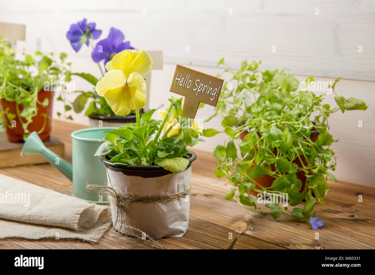 Outils de jardinage, arrosoir, semences, plantes avec signe Bonjour Printemps vintage sur table en bois. Printemps dans le jardin avec arrière-plan concept sp texte libre Banque D'Images