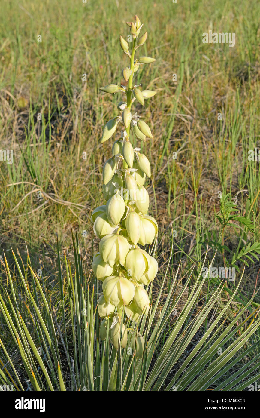 Petite plante qui fleurit dans la prairie dans le Parc National Theodore Roosevelt au Dakota du Nord Banque D'Images