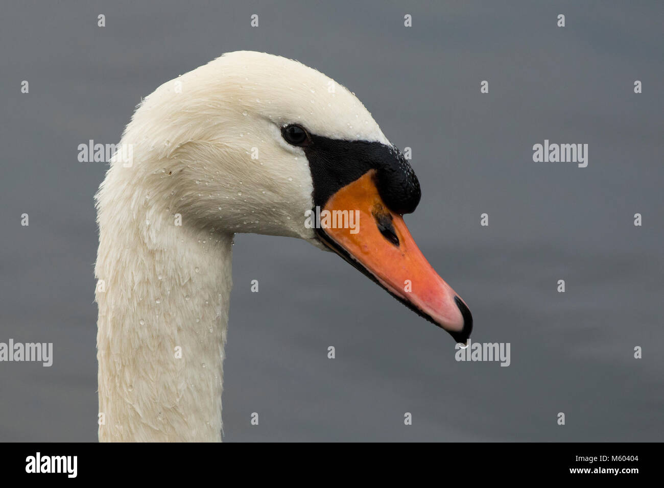 La photo en gros de mute swan (Cygnus olor) montrant la tête. Tipperary, Irlande Banque D'Images