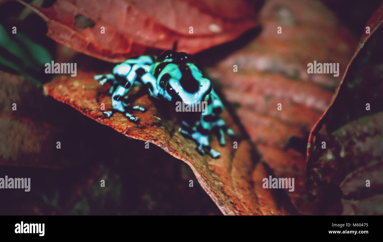 Dendrobates auratus sur les feuilles dans la forêt tropicale du Costa Rica Banque D'Images