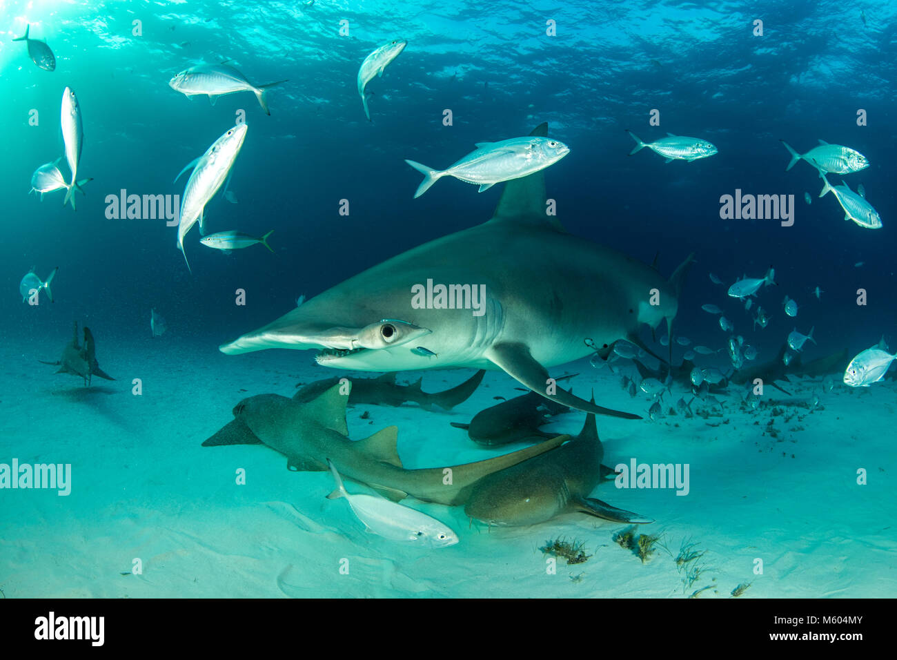 Grand requin-marteau et le requin Sphyrna mokarran, infirmière, Bimini, Bahamas Banque D'Images