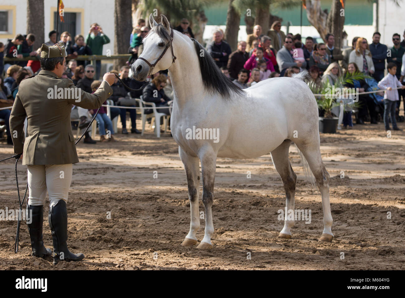 Arabian stallion dans un spectacle équestre Banque D'Images