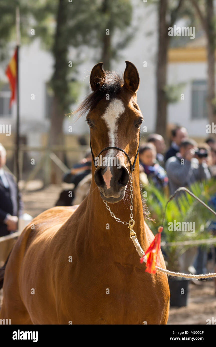 Cheval Arabe belle mare dans un spectacle Banque D'Images