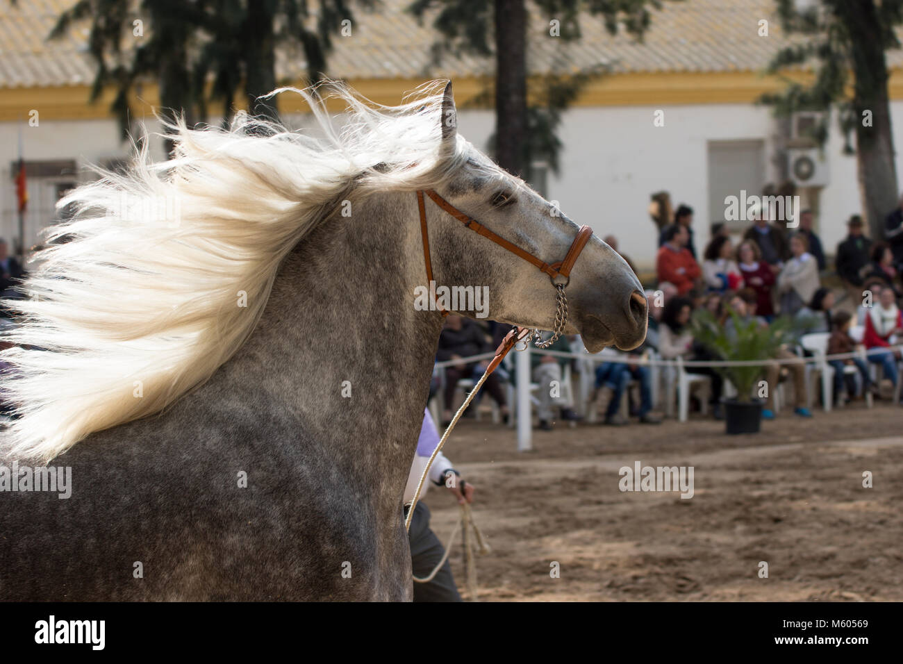 vannere en fbre de corde | Crns de cheval, Tressage, Cornouller sangun