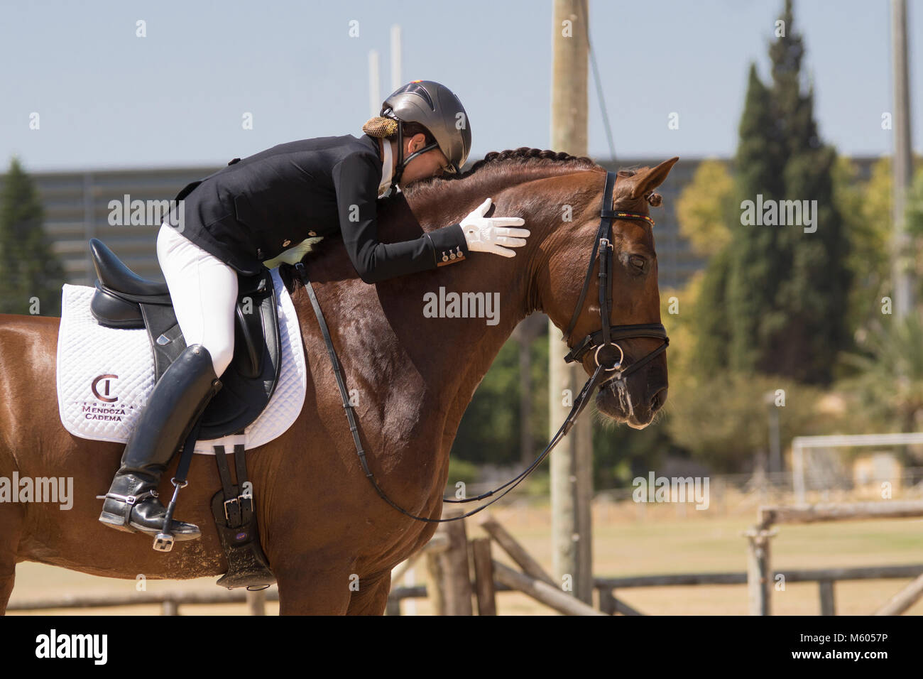 Fin d'une reprise de dressage - Cheval Espagnol pur Banque D'Images