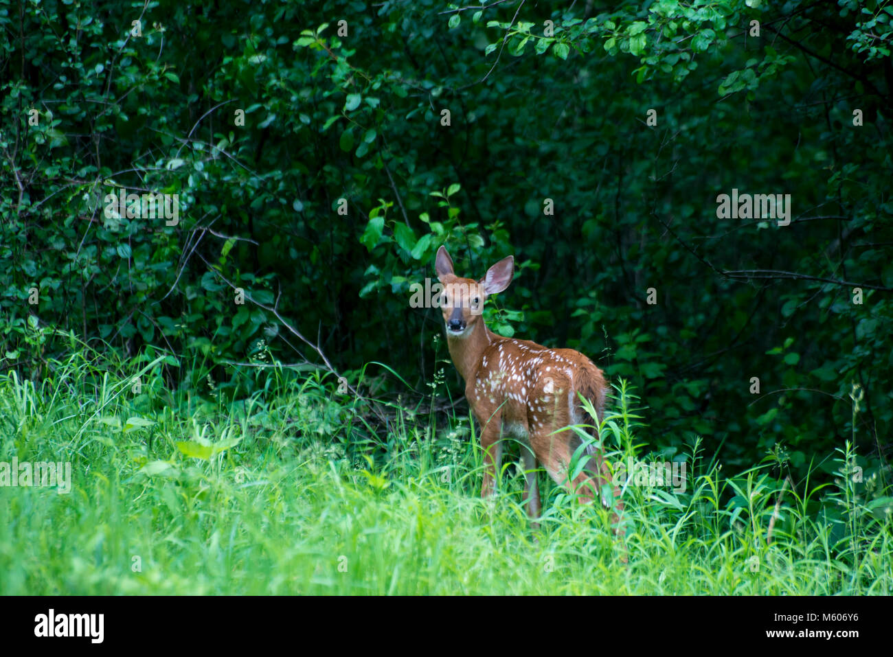 Vadnais Heights, Minnesota. John H. Allison forêt. Le cerf de Virginie, l'Odocoileus virginianus. Le fauve se cacher dans la forêt. Banque D'Images