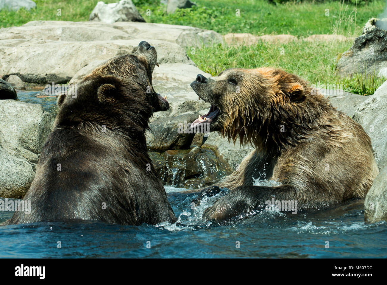 Apple Valley, Minnesota. Minnesota Zoo. Grizzly de la Russie Exposition de la côte. Ours brun, Ursus arctos Grizzly aka. Les ours sont des combats sans doute pour montrer la Banque D'Images