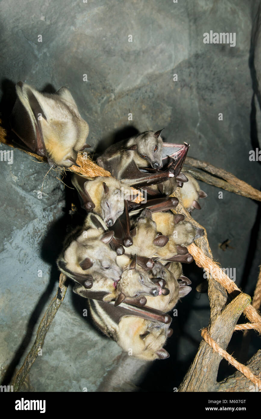 Apple Valley, Minnesota. Minnesota Zoo. Fruits égyptienne bat , Rousettus aegyptiacus. Des chauves souris accroché sur les branches dans le zoo. Banque D'Images