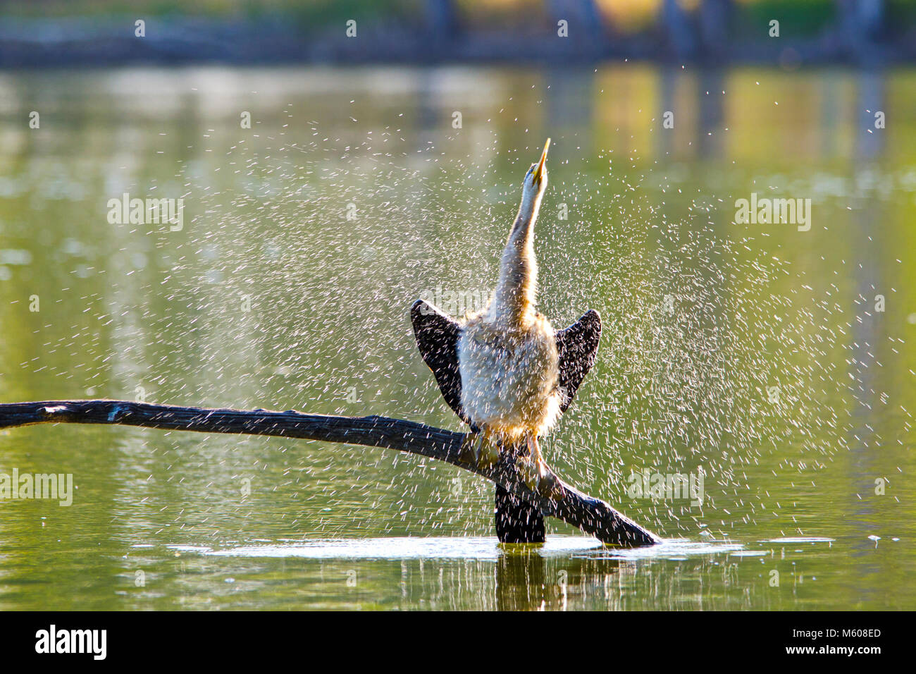 Australiasian vert (Anhinga novaehollandiae) en agitant l'eau de c'est les plumes. Les zones humides d'Alcoa, l'ouest de l'Australie Banque D'Images