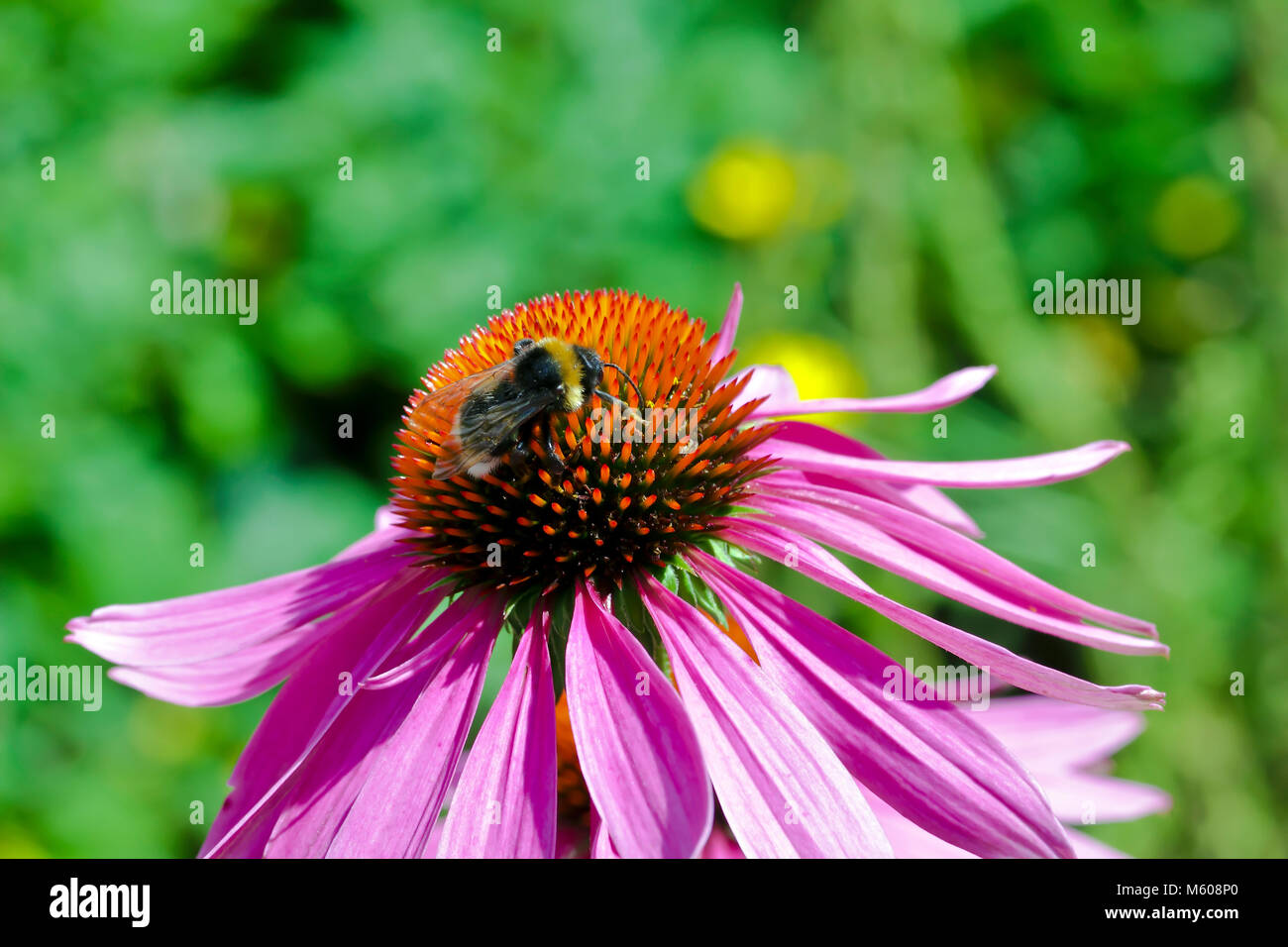 Coneflower avec Bumblebee, Echinacea angustifolia Banque D'Images