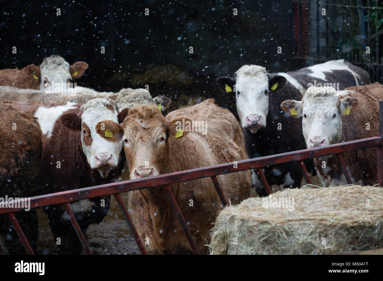 La neige qui tombe sur les bovins Simmental se tient en dehors de la grange de Kilmore, Kilcock, Co Meath, Ireland Banque D'Images