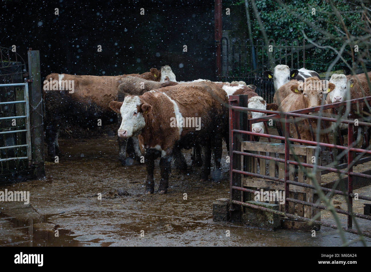 La neige qui tombe sur les bovins Simmental se tient en dehors de la grange de Kilmore, Kilcock, Co Meath, Ireland Banque D'Images