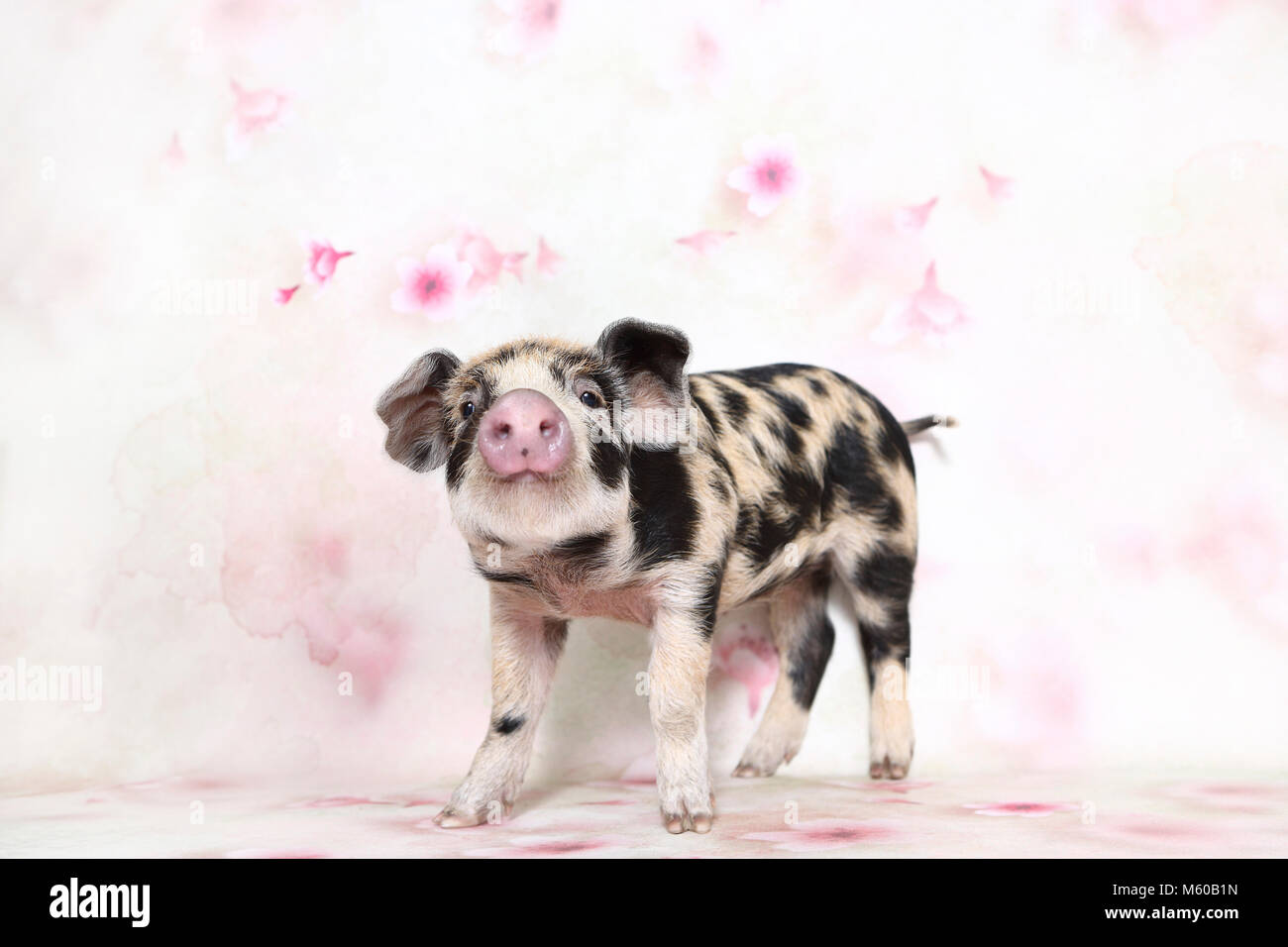 Porc domestique, Turopolje x ?. Porcinet (4 semaines), comité permanent. Studio photo vu sur un fond blanc avec impression de fleurs. Allemagne Banque D'Images