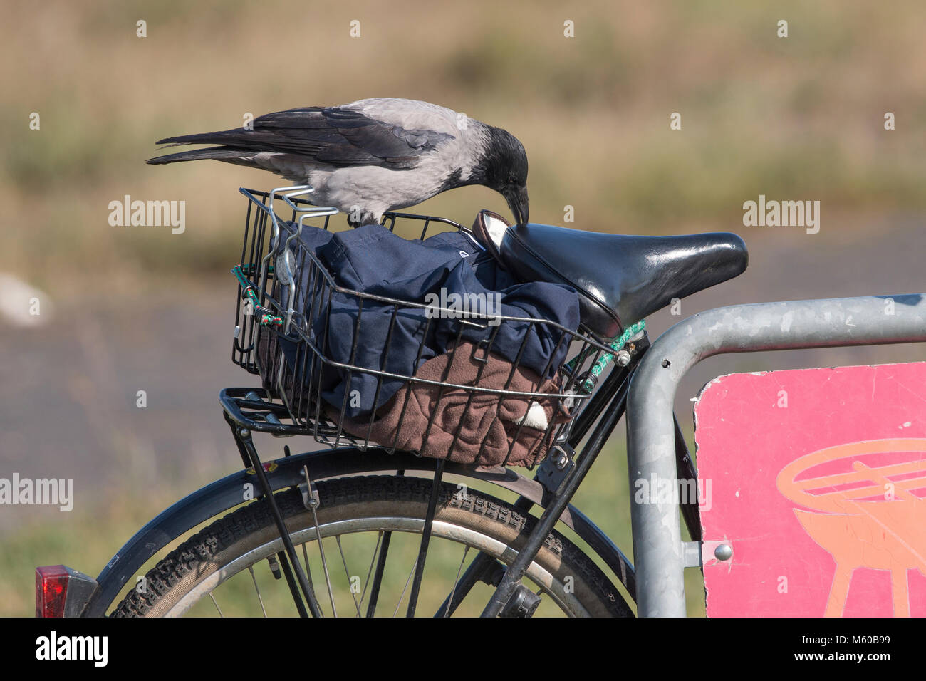 Hooded Crow (Corvus corone cornix, Corvus cornix) vérification d'un panier de vélo pour l'alimentation. Allemagne Banque D'Images