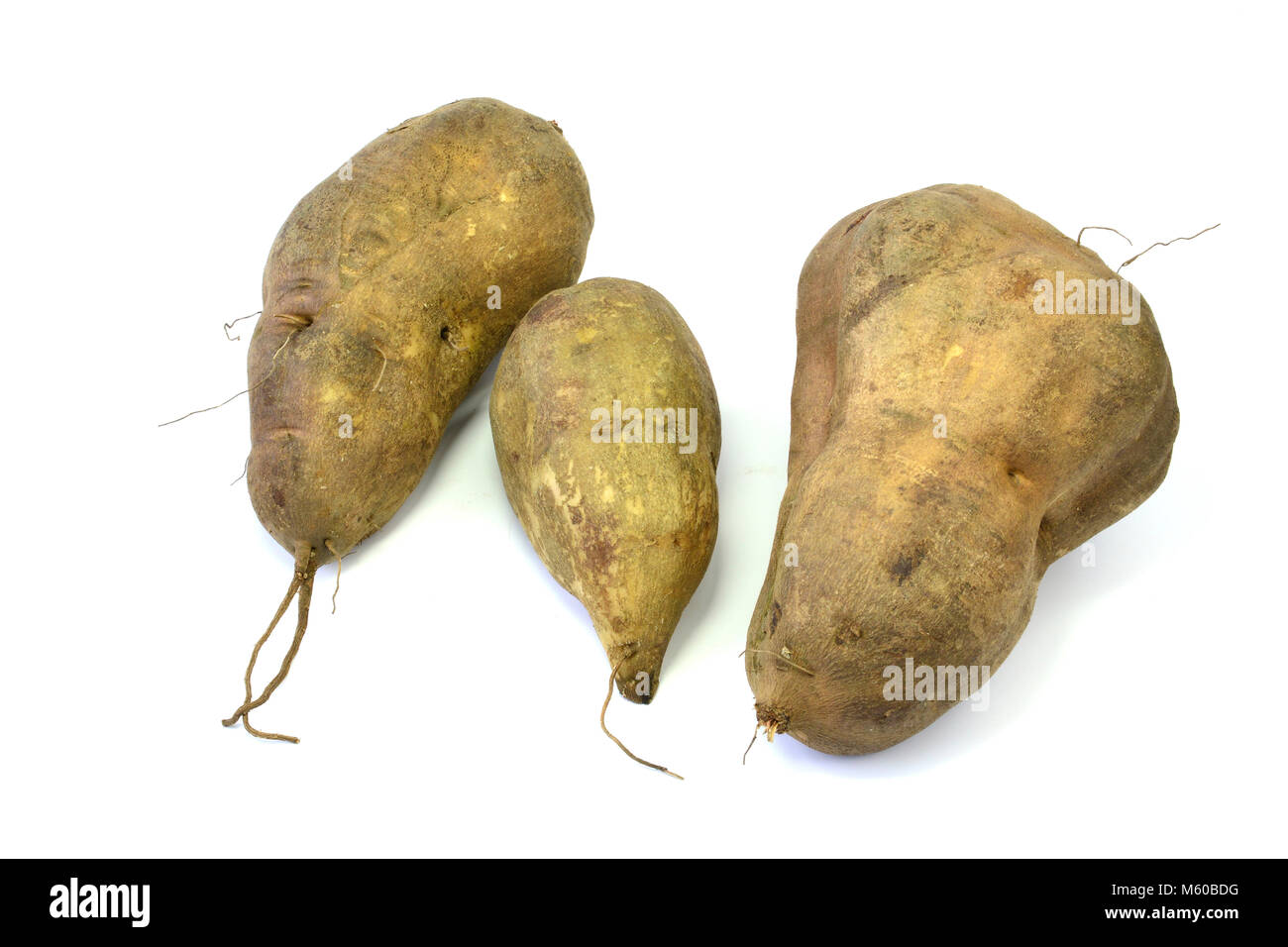 Sol péruvien, YACÓN Smallanthus sonchifolius (apple), racines. Studio photo sur un fond blanc. Allemagne Banque D'Images