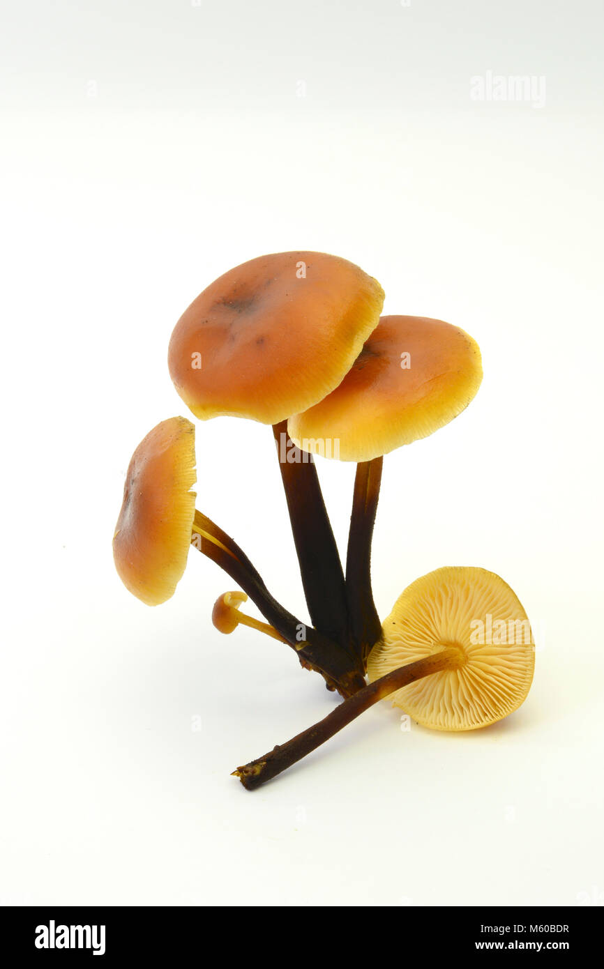 La queue de velours, de champignons d'hiver (Colybie a). Les fructifications. Studio photo sur un fond blanc. Allemagne Banque D'Images