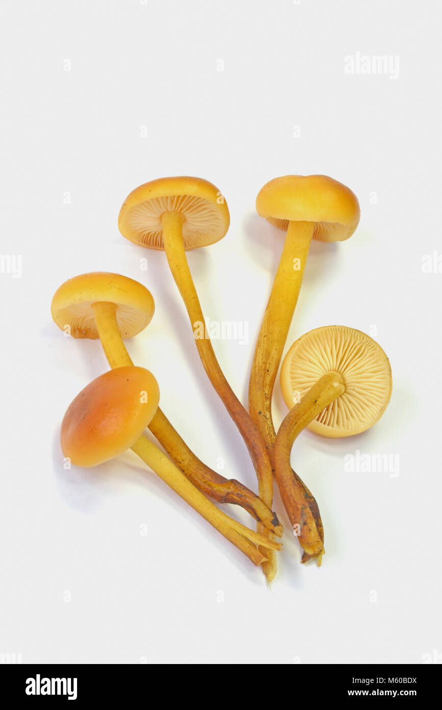 La queue de velours, de champignons d'hiver (Colybie a). Les fructifications. Studio photo sur un fond blanc. Allemagne Banque D'Images