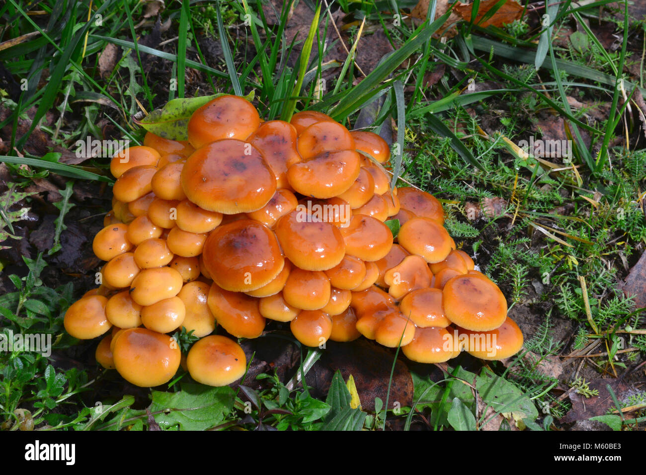 La queue de velours, de champignons d'hiver (Colybie a). Les fructifications sur le sol forestier. Allemagne Banque D'Images