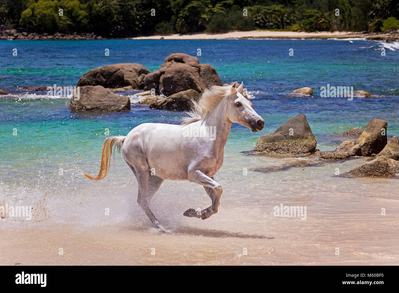 Seychelles poney. Adultes gris galopant dans l'eau peu profonde. Seychelles Banque D'Images