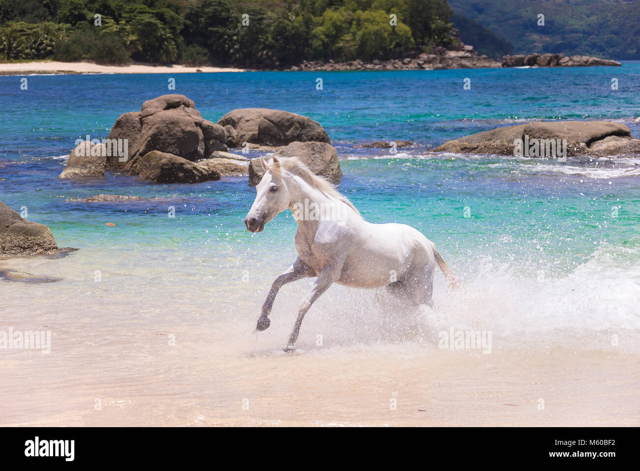 Seychelles poney. Adultes gris galopant dans l'eau peu profonde. Seychelles Banque D'Images