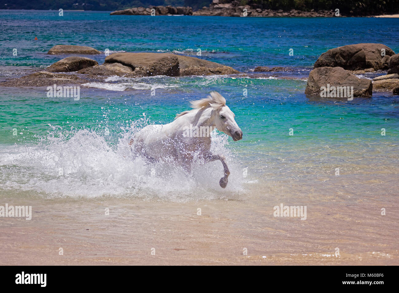 Seychelles poney. Galopant dans les adultes gris mer. Seychelles Banque D'Images