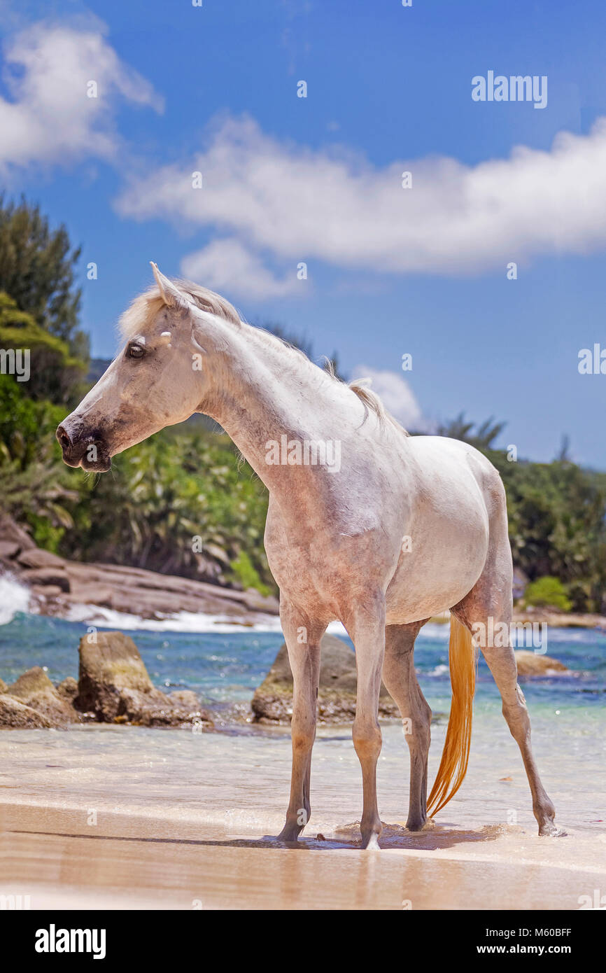 Seychelles poney. Adultes gris debout sur une plage tropicale. Seychelles Banque D'Images