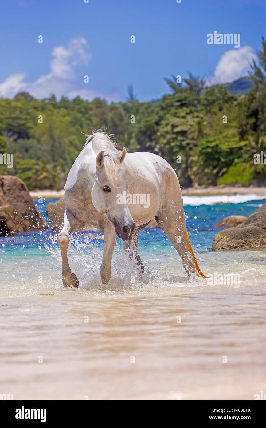 Seychelles poney. Adultes gris marcher dans la mer. Seychelles Banque D'Images