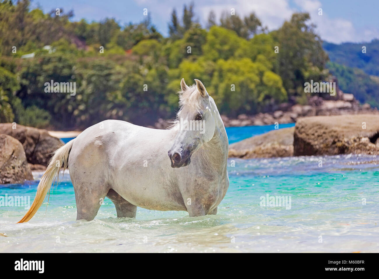 Seychelles poney. Adultes gris debout dans la mer. Seychelles Banque D'Images