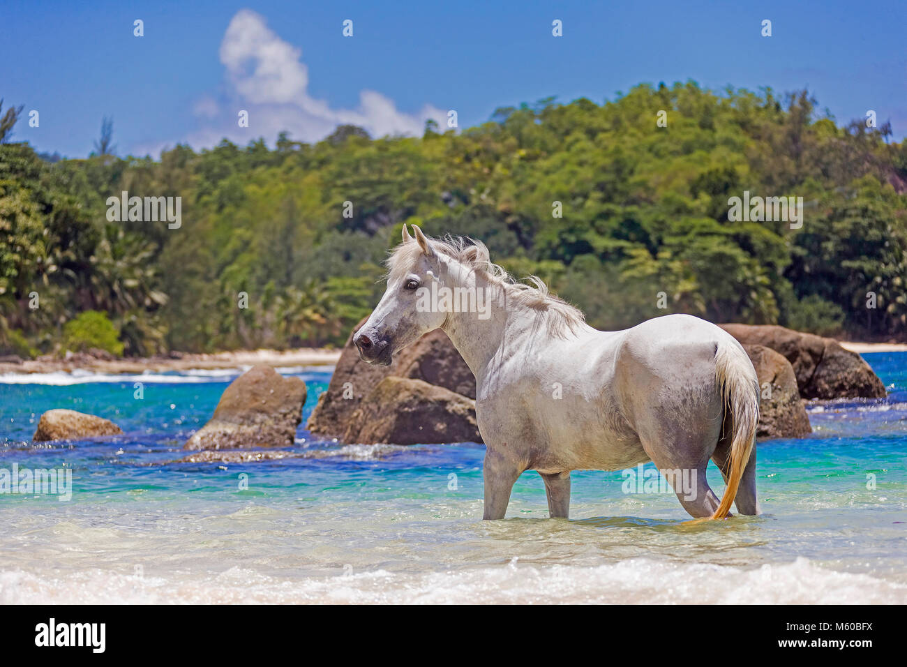 Seychelles poney. Adultes gris debout dans la mer. Seychelles Banque D'Images