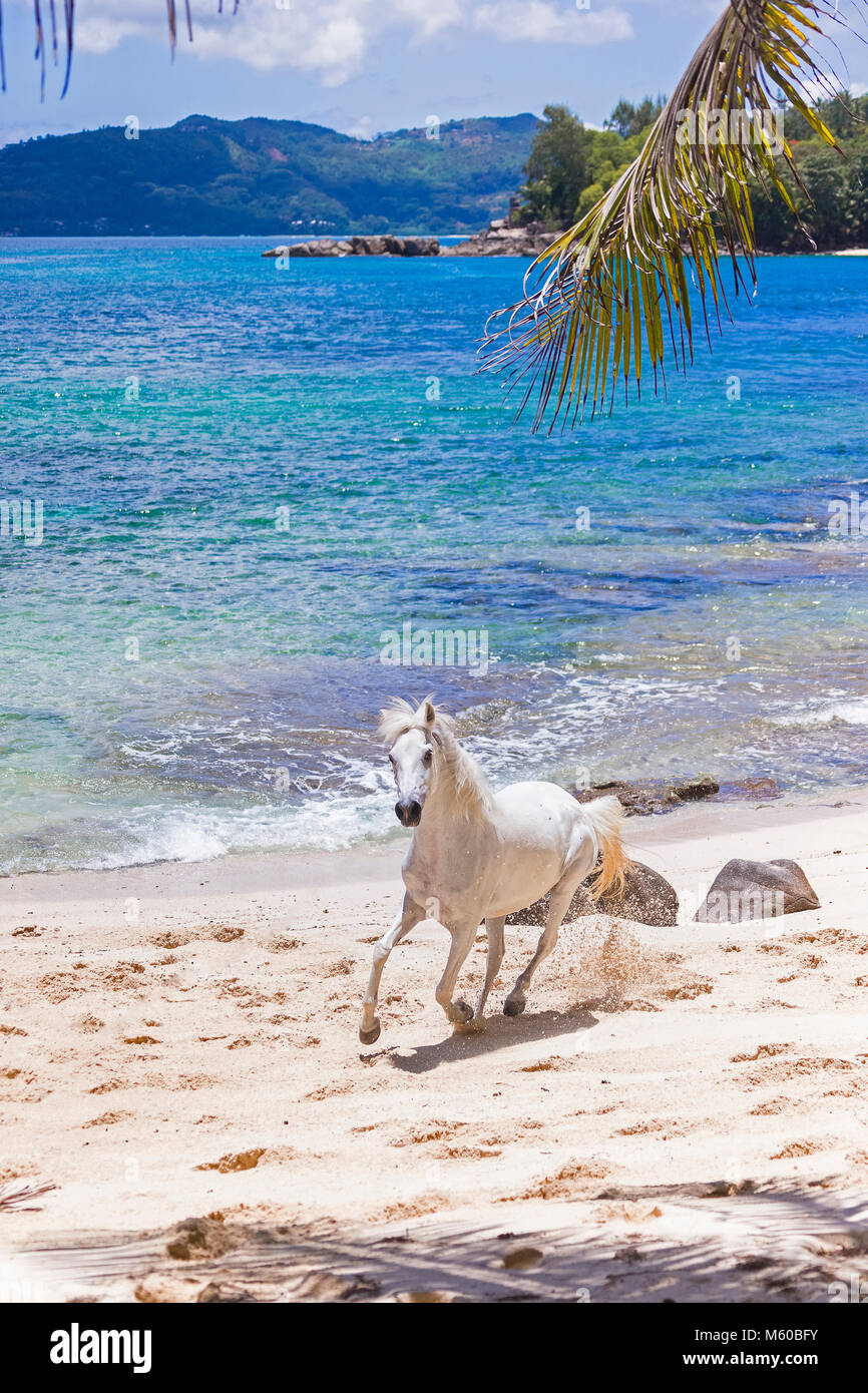 Seychelles poney. Adultes gris galoper sur une plage tropicale. Seychelles Banque D'Images