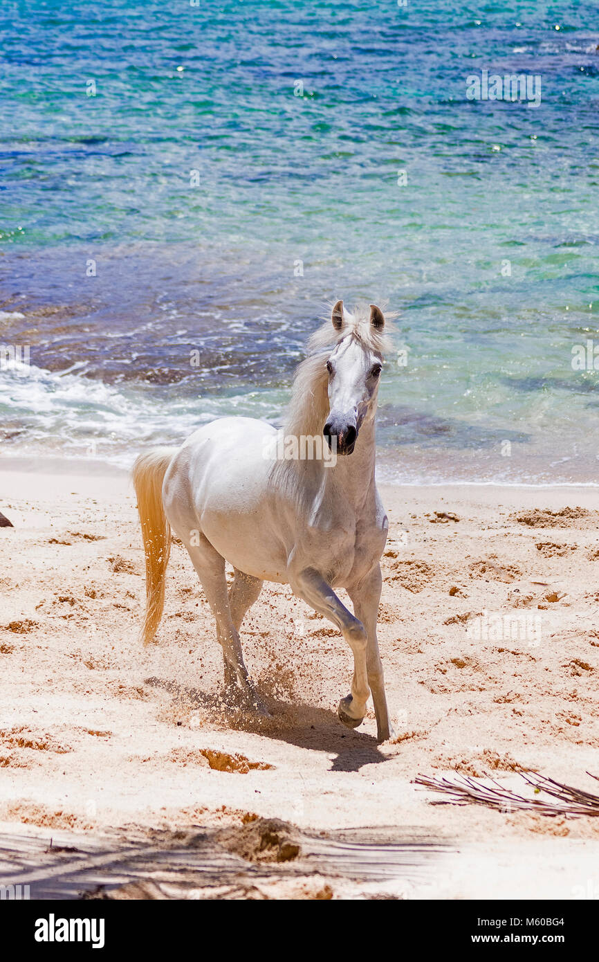 Seychelles poney. Adultes gris trottant sur une plage tropicale. Seychelles Banque D'Images