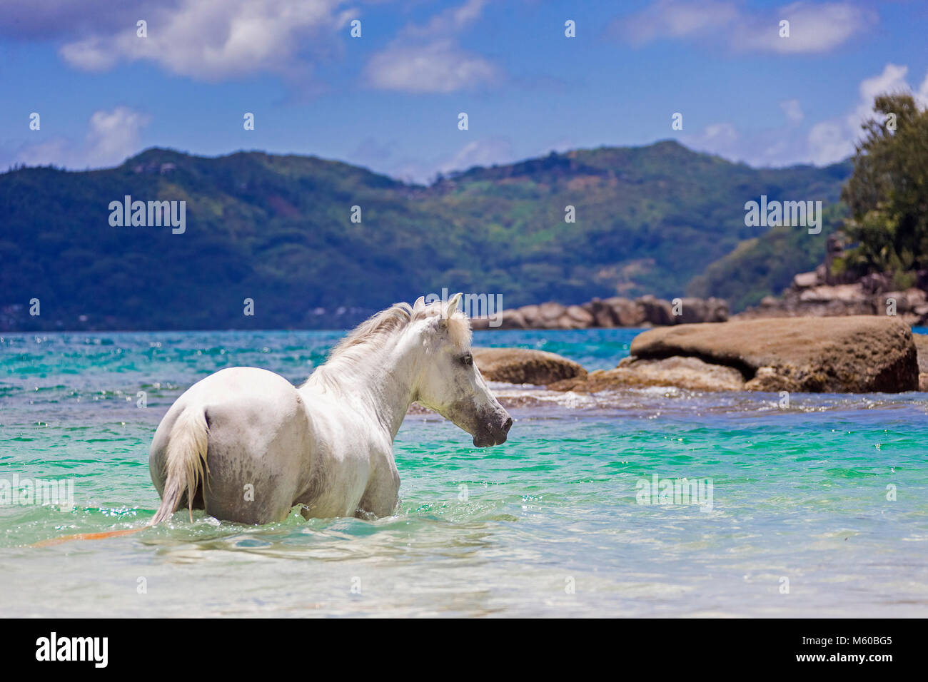 Seychelles poney. Adultes gris debout dans la mer. Seychelles Banque D'Images