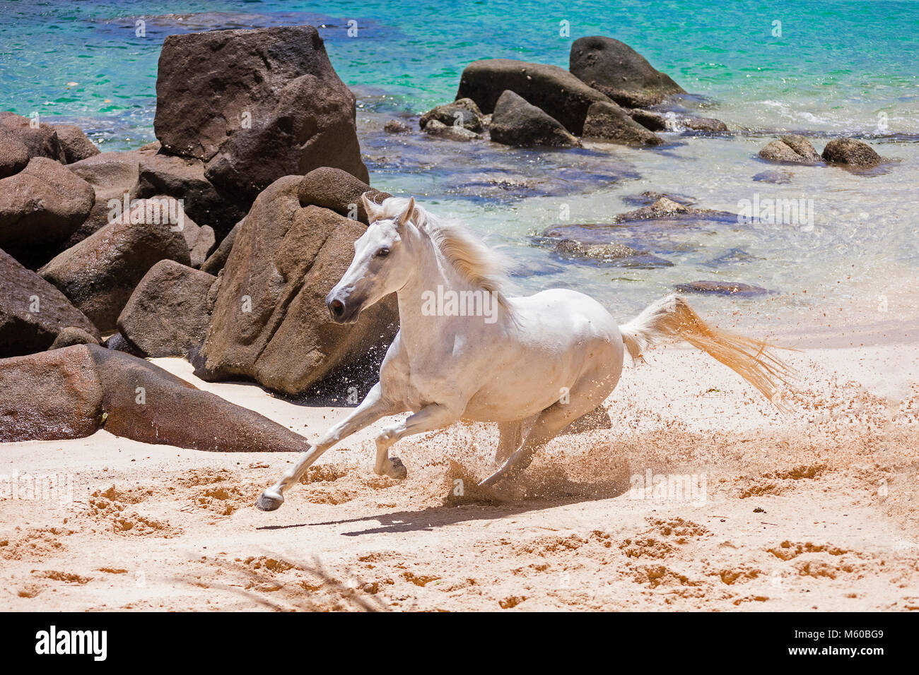 Seychelles poney. Adultes gris galoper sur une plage tropicale. Seychelles Banque D'Images