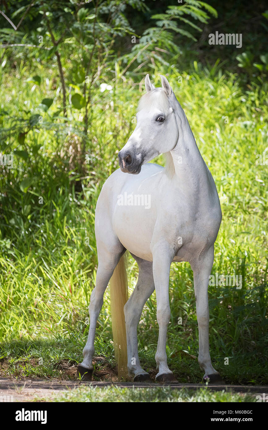 Seychelles poney. Adultes gris debout dans la végétation tropicale. Seychelles Banque D'Images