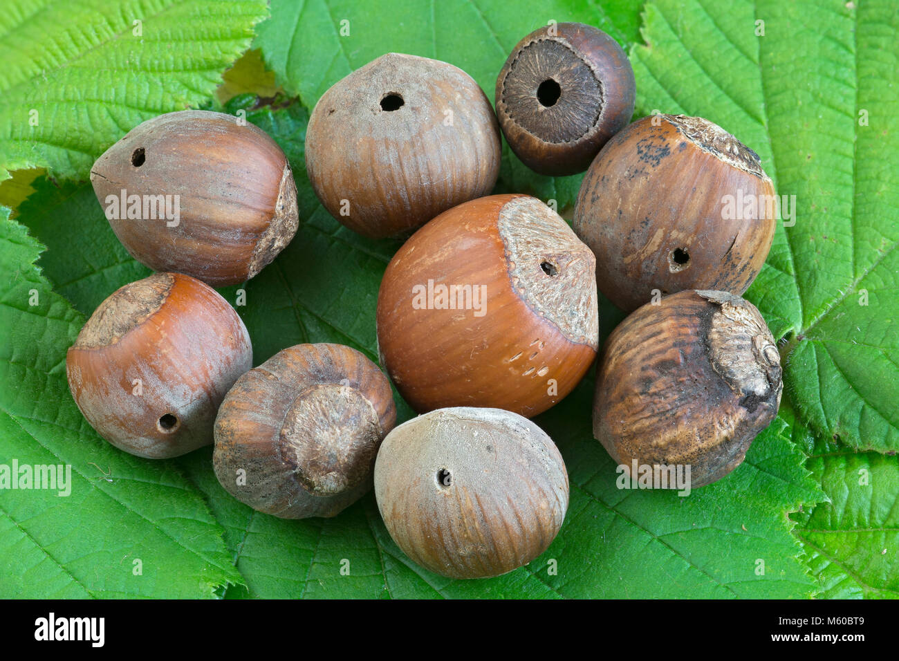 Les noisettes (Corylus avellana) avec les trous causés par un écrou (Charançon rhynchites coeruleus de la prune). L'Autriche Banque D'Images