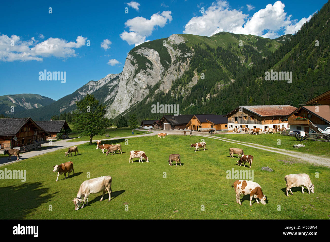 Les bovins domestiques. Vaches qui paissent sur les pâturages de montagne dans les montagnes du Karwendel, Tyrol, Autriche Banque D'Images