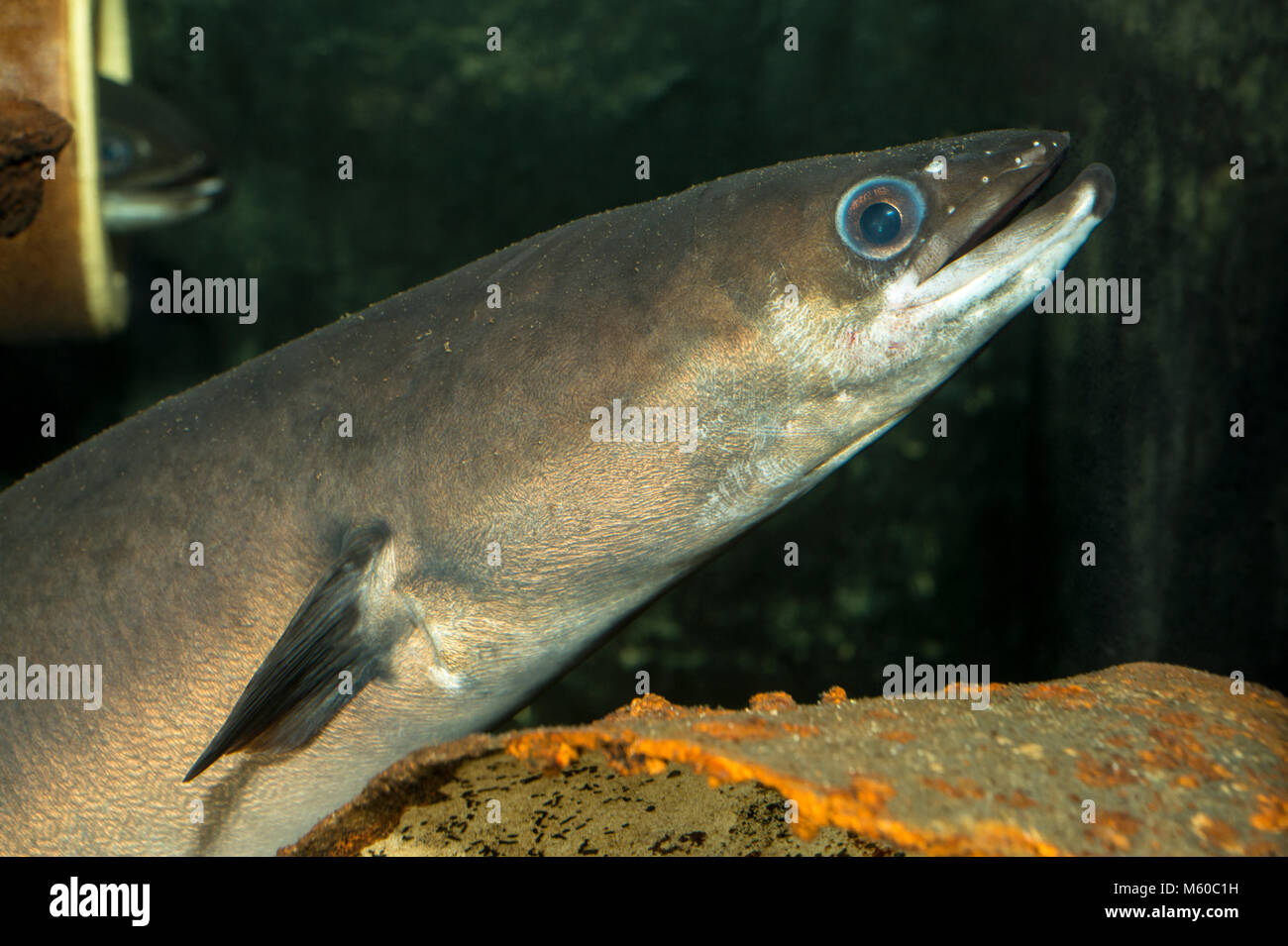 Adult Eel Banque De Photographies Et D images Haute R solution Alamy Adult Eel Banque De Photographies Et D images Haute R solution Alamy