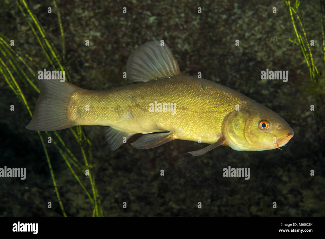 La tanche (Tinca tinca). Natation adultes sous l'eau. Allemagne Banque D'Images