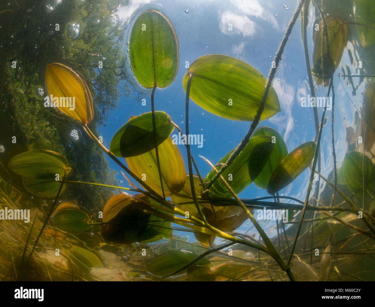 Potamot à feuilles flottantes (potamot à feuilles flottantes). Feuilles flottantes sur la surface des eaux, vu de dessous. Allemagne Banque D'Images