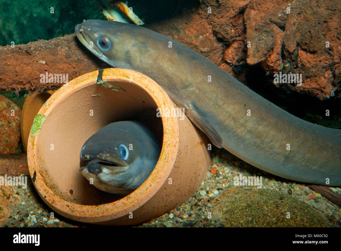 L'anguille européenne (Anguilla anguilla). Deux individus dans et à côté des canalisations sur la rivière-de-chaussée. Allemagne Banque D'Images