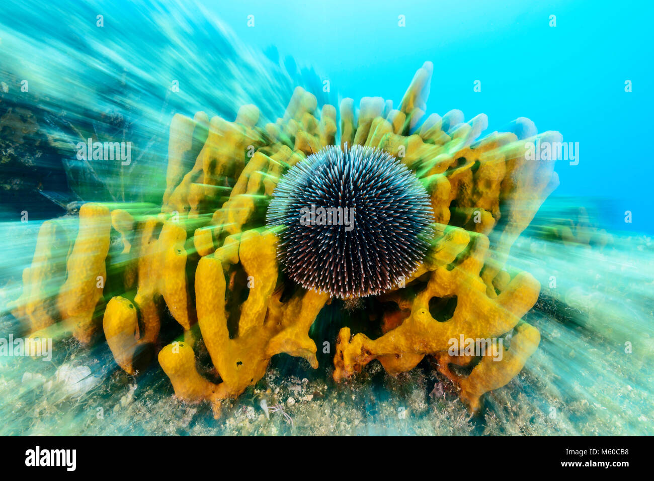 L'oursin violet (Sphaerechinus granularis) sur une éponge (Aplysina aerophoba d'Or). Mer Adriatique, Mer Méditerranée, les îles Kornati, Dalmatie, Croatie, Banque D'Images