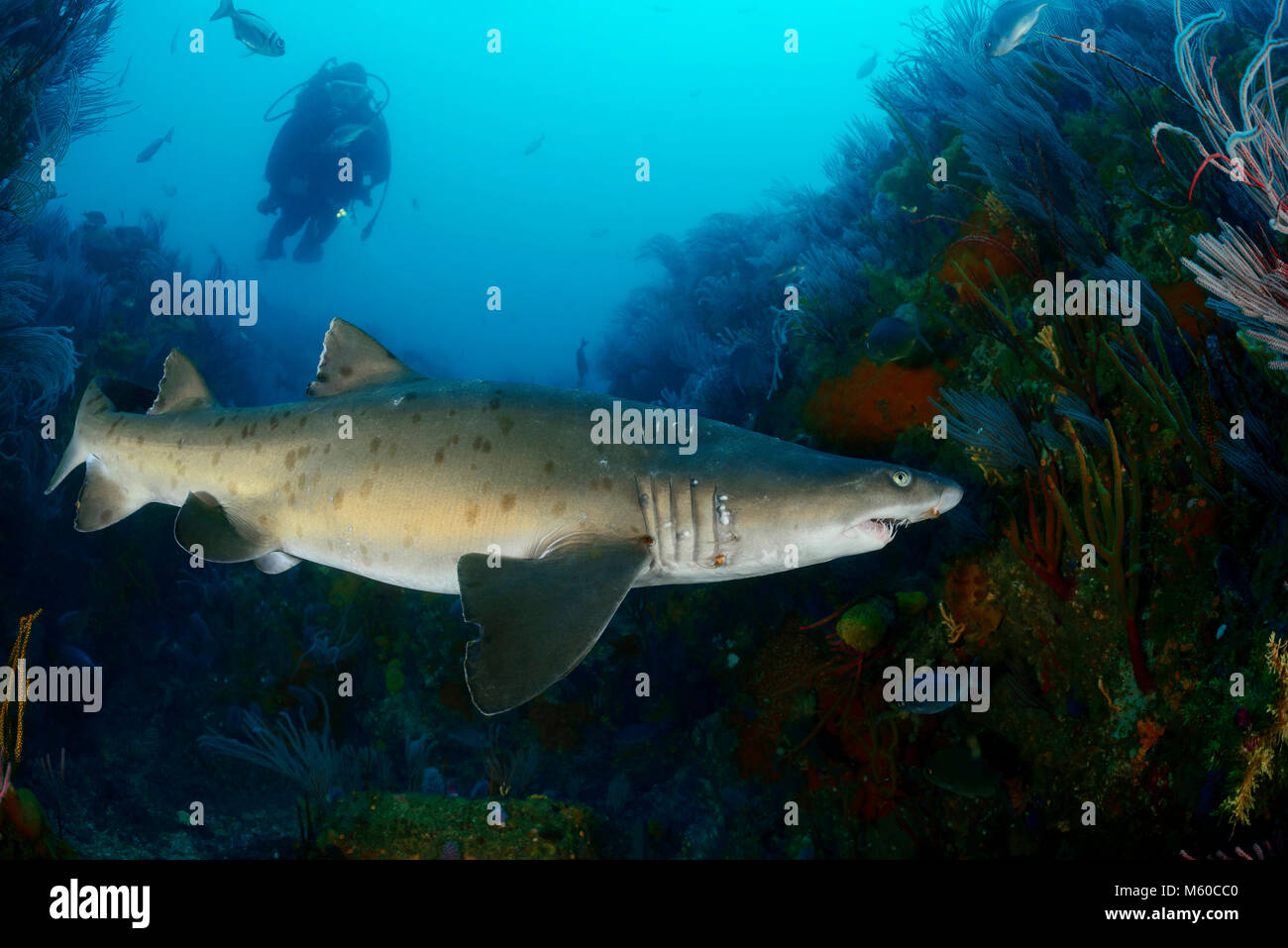 Sand tiger shark (Carcharias taurus) et de plongée sous marine. L'Afrique du Sud, Elisabeth Porth, de l'Océan indien, M. Oui Banque D'Images