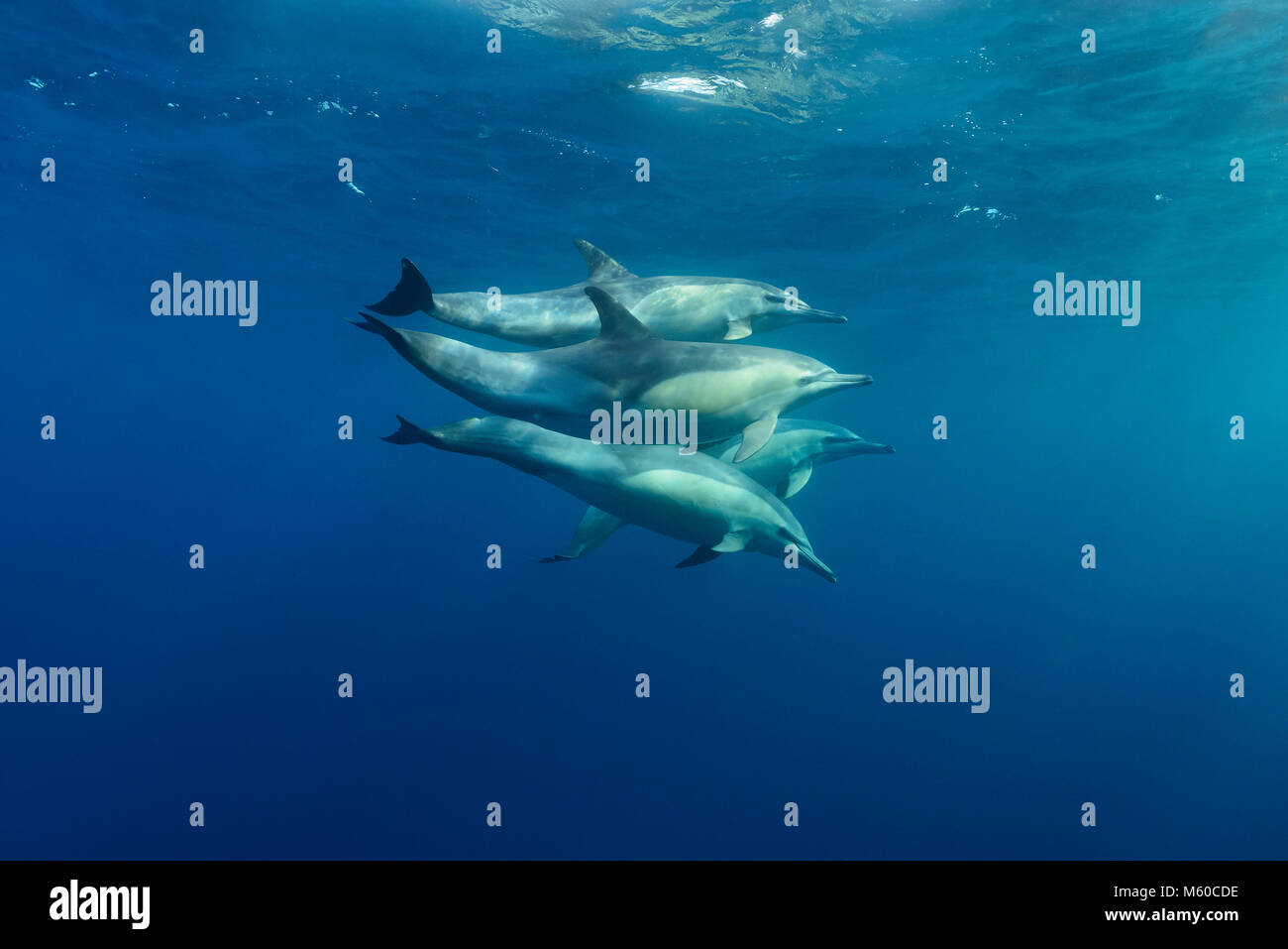 Dauphin commun à long bec (Delphinus capensis). La natation en groupe sous l'eau. L'Algoa Bay Porth, Elizabeth, Afrique du Sud Banque D'Images