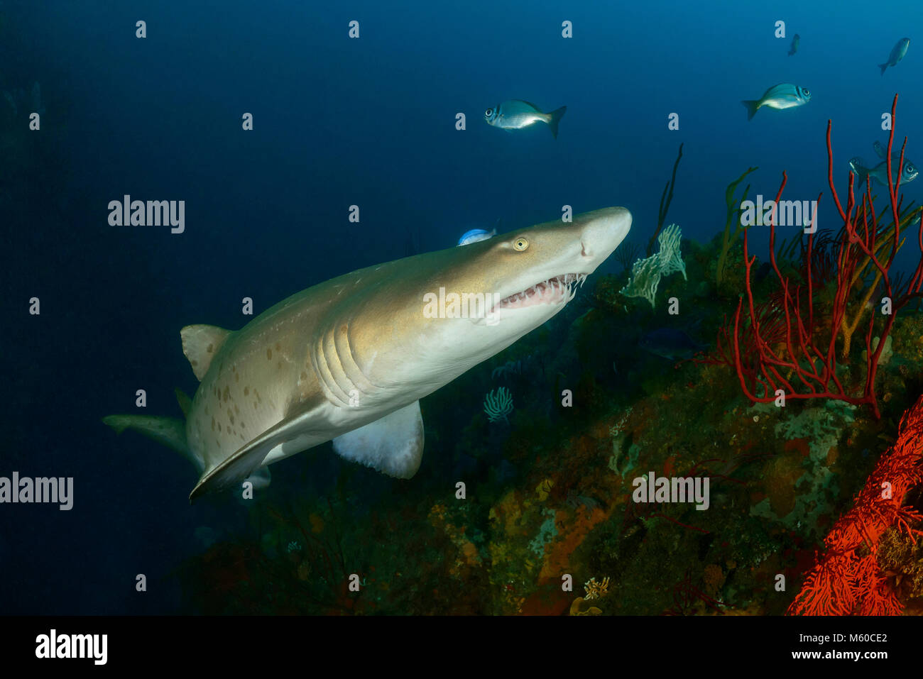 Sand tiger shark (Carcharias taurus). L'Afrique du Sud, Elisabeth Porth, de l'Océan indien, M. Oui Banque D'Images