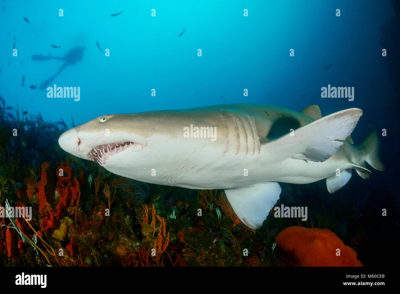 Sand tiger shark (Carcharias taurus) et de plongée sous marine. L'Afrique du Sud, Elisabeth Porth, de l'Océan indien, M. Oui Banque D'Images